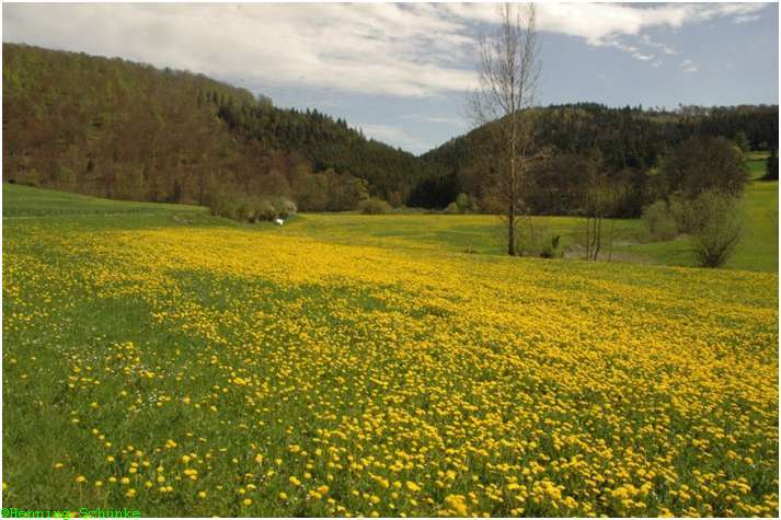 Im Tal der jungen Donau