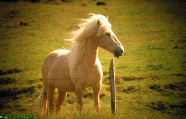 20130330 _014_Island2001_331