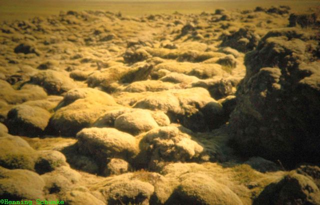 20130330 _015_Island2001_332